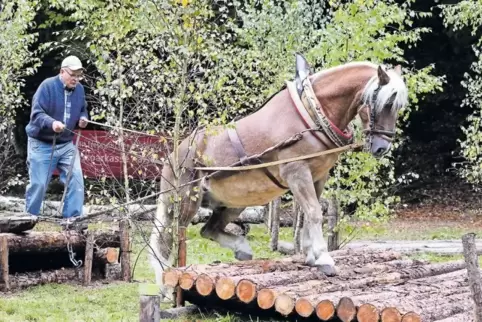 Georg Müller aus Baalborn (Fahrsportverein Kaiserslautern-Land) meistert mit seinem Kaltblüter die „Kaputte Brücke“.