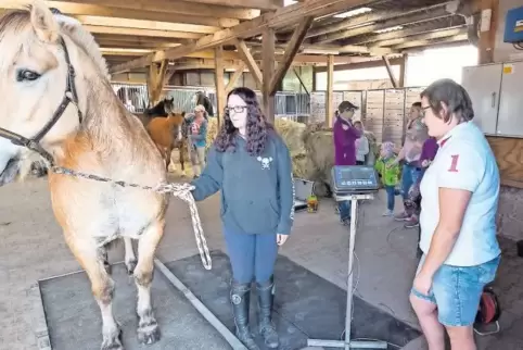 Marie Streuber hat ihren Percy auf die Waage geführt – und der ist schwerer als gedacht. Über 500 Kilogramm liest Natascha Schif