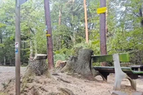 Drei Eichen und eine Kiefer mussten an der grünen Bank aus Sicherheitsgründen weichen.