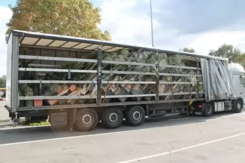 Die Pflanzen waren nicht ordnungsgemäß gesichert. Foto: Polizei