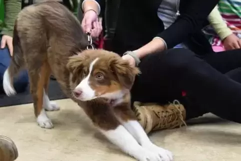 Bei dem gefundenen Hund handelt es sich wahrscheinlich um einen Australian Shepherd. Unser Bild entstand bei der Vorstellug eine