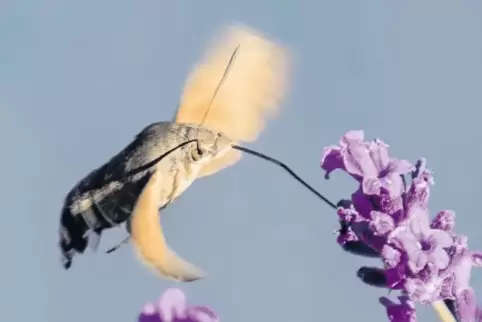 Erkennbar ist das Taubenschwänzchen an seinem Schwirrflug mit etwa 80 Flügelschlägen pro Sekunde.