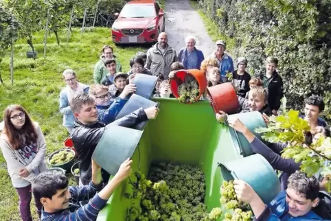 800 Kilogramm Trauben haben die IGS-Schüler gelesen.