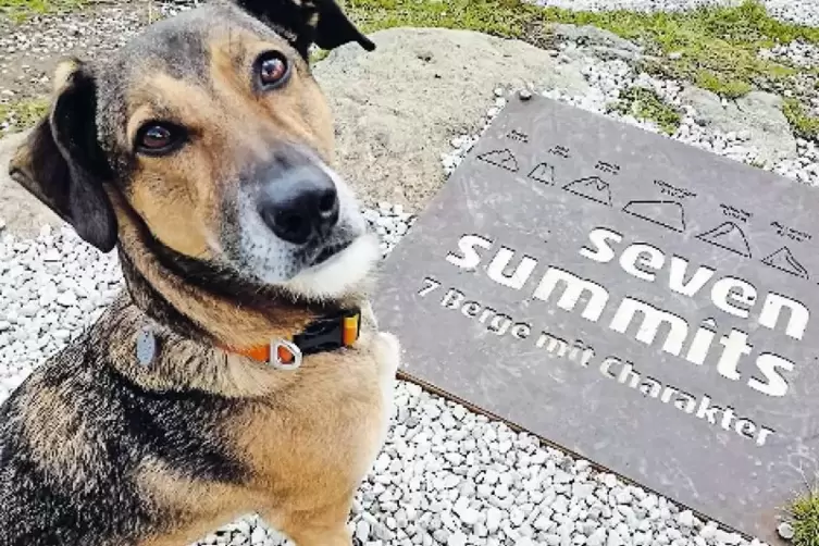 Fast immer dabei: Berghund Loui.