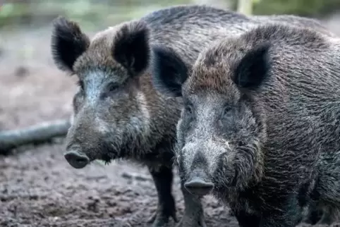 Weil er einem Wildschwein ausweichen musste, verlor der Autofahrer die Kontrolle über sein Fahrzeug. Symbolfoto: dpa 