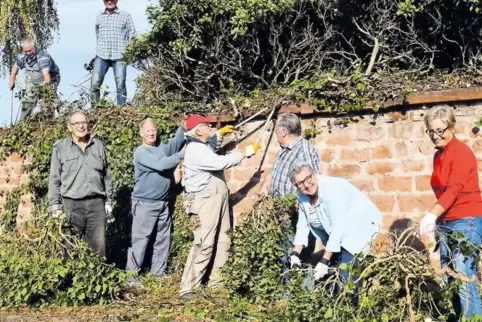 Trotz Wochenendarbeit gute Laune: Freiwillige rücken an der Lingenfelder Friedhofsmauer dem Efeu zuleibe.