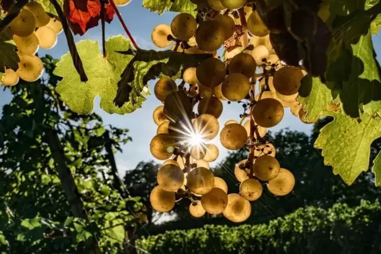 Rieslingtrauben für eine Spätlese waren dem Forster Winzer abhanden gekommen - sie werden ihm ersetzt. Foto: DPA