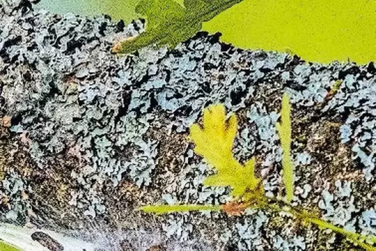 Der Eichenprozessionsspinner und sein Nest mit den giftigen H&auml;rchen.