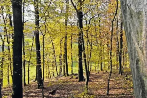 Bislang gibt es drei Gemeinden im Kreis, die ihren Wald an Privatfirmen verpachten wollen.