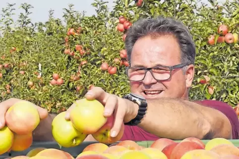 Die Braeburn-Ernte steht an: Peter Zimmermann hat etwa 70 Prozent seiner Äpfel und Birnen schon eingesammelt.