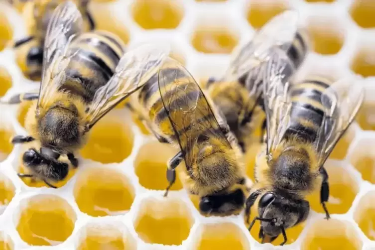 Belastet: Auch Honig, den eine Schüler-Arbeitsgemeinschaft erzeugt hat, wurde vernichtet. Hier ein Symbolbild aus einem Bienenst