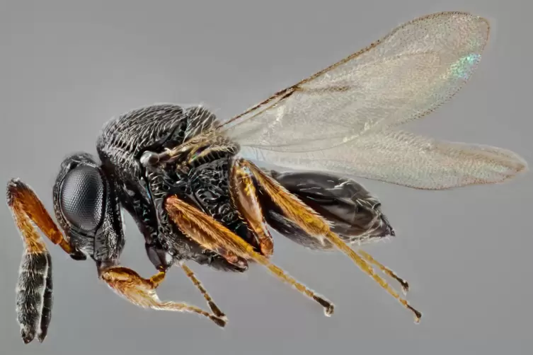 Female_Parasitoid_wasp__Trissolcus_mitsukurii__from_Asia_-_USDA-ARS.jpg