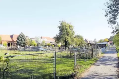 Die Grundstücke zwischen Hauptstraße und Wirtschaftsweg liegen im Landschaftsschutzgebiet Bienwald – und müssen abgeräumt werden