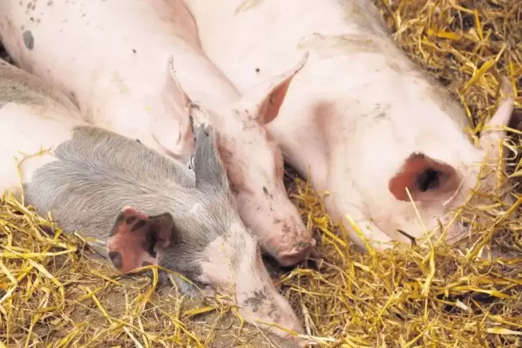 Die Schweine auf dem Kleinsägmühlerhof fühlen sich wohl. Auf dem Betrieb wird nach den Kriterien von Demeter gearbeitet. Das ist