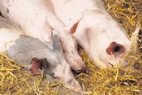 Die Schweine auf dem Kleinsägmühlerhof fühlen sich wohl. Auf dem Betrieb wird nach den Kriterien von Demeter gearbeitet. Das ist