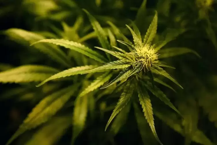 Bei einer Wohnungsdurchsuchung in Kaiserslautern entdeckten die Beamten eine Cannabisaufzuchtsplantage und bereits abgeerntetes 