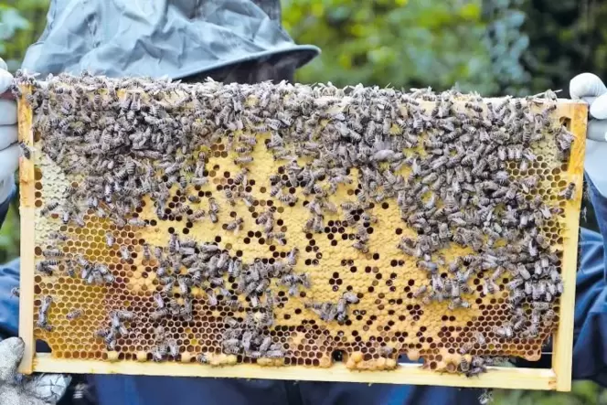 Die regelmäßige Kontrolle der Bienenwaben ist für einen Imker Pflicht.