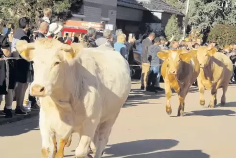 Mehr als 50 Kühe stapften beim sechsten Trulber Almabtrieb durch die Straße Im Brühl.