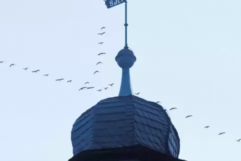 Der Kranichzug hat am vorigen Samstag zahlreiche Menschen im Donnersbergkreis fasziniert. RHEINPFALZ-Fotograf Thomas Stepan hat 
