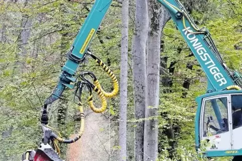 Aus Sicherheitsgründen werden die abgestorbenen Bäume mit einem Vollernter gefällt.