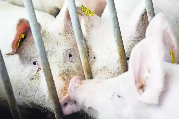 Sollte die Afrikanische Schweinepest auch in die Nähe eines Schweinezuchtbetriebs kommen, könnte im schlimmsten Fall die Tötung 