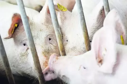 Sollte die Afrikanische Schweinepest auch in die Nähe eines Schweinezuchtbetriebs kommen, könnte im schlimmsten Fall die Tötung 