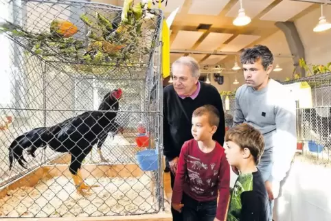 Bestaunen einen Shamo-Hahn: (von links) Gerhard Kurzenhäuser, Besitzer Johannes Buchner, Leon und Casian.