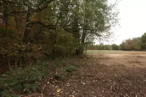 Platt gemacht: Von den Sträuchern ist nur noch Mulch übrig. Foto: vAN 