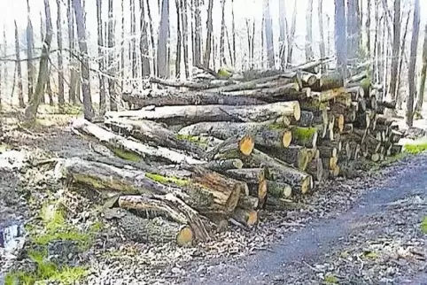 Förster Florian Korff muss das Fällen von Bäumen entlang der Westheimer Straße ins Auge fassen.