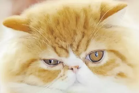 Eine rot-weiße Perserkatze wie diese war scheinbar nicht mehr von ihren Besitzern gewollt.