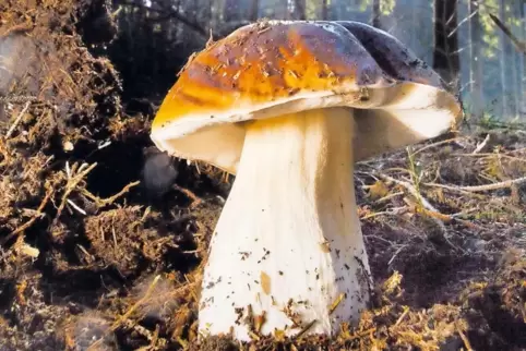 Auf viele Steinpilze können sich Sammler im nächsten Jahr freuen. Sie regenerieren sich schnell.