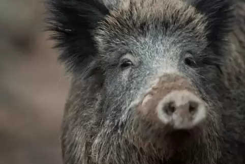Wegen der Jagd auf Wildschweine wird die Zufahrt zum Modenbachtal am Freitag zwischen 9.30 und 12.30 Uhr gesperrt. Foto: DPA 