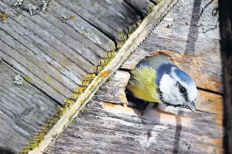 Geeignete Nistmöglichkeiten immer seltener: Die Blaumeisen bauen ihre Nester gerne in Häusernischen oder unter Fensterbänken. Im