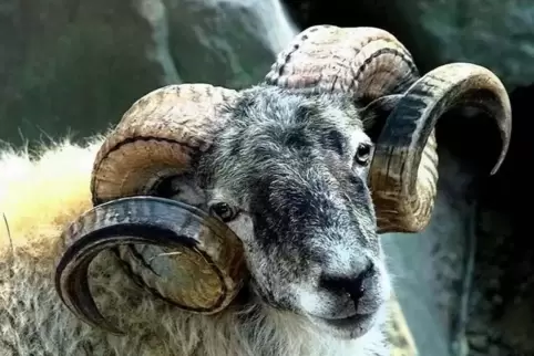 Eindrucksvolle Erscheinung: ein Heidschnucken-Bock. Foto: Archiv