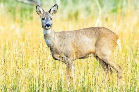 3650 Rehe wurden in der Saison 2017/2018 im Donnersbergkreis erlegt.