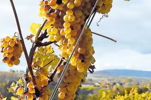 Hängen noch für Beerenauslese oder Eiswein am Rebstock: Trauben in einem Zellertaler Wingert.