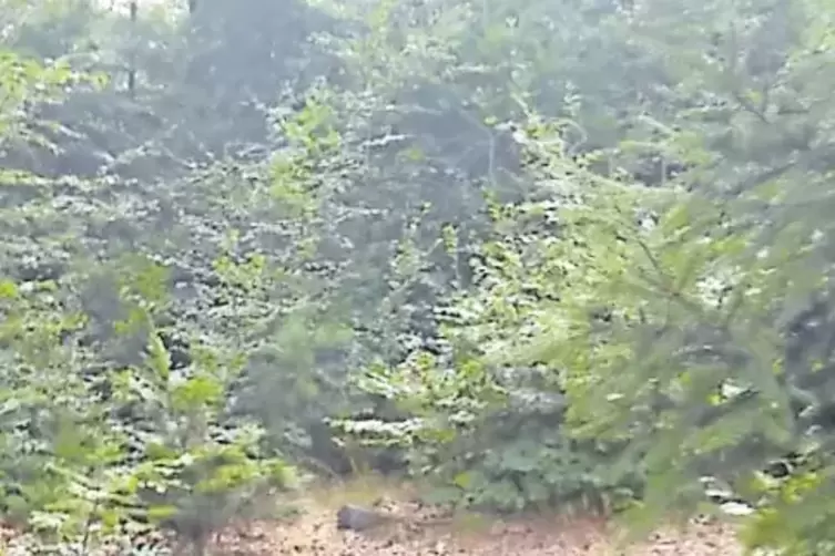 Im Pf&auml;lzerwald entdeckt: Kanzel mit illegalem Futter im Schussfeld.