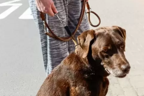 Die Hunde waren friedlich, in Wörth-Langenberg gerieten die Halter in Streit.  ArchivFoto: Kunz 