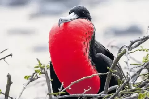 Ein Fregattvogel, wie er auf den Galapagosinseln vorkommt.