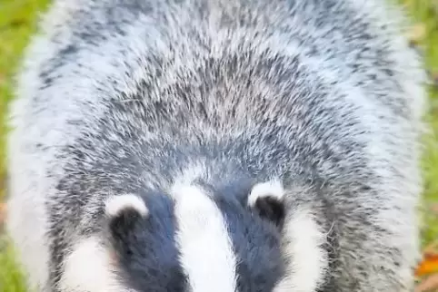 Der Dachs: die rüsselähnliche Schnauze und das schwarz-weiß gestreifte Gesicht machen ihn unverwechselbar.