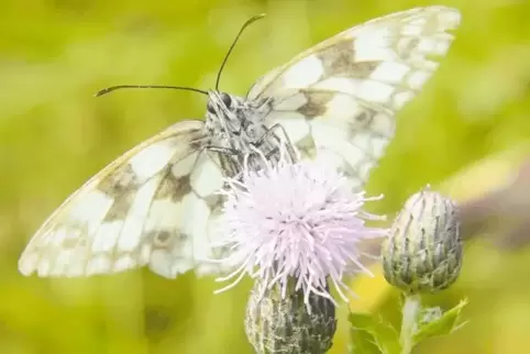 Die Artenvielfalt im Kreis soll erhalten werden. Hier eine Distel mit einem Schachbrettfalter.