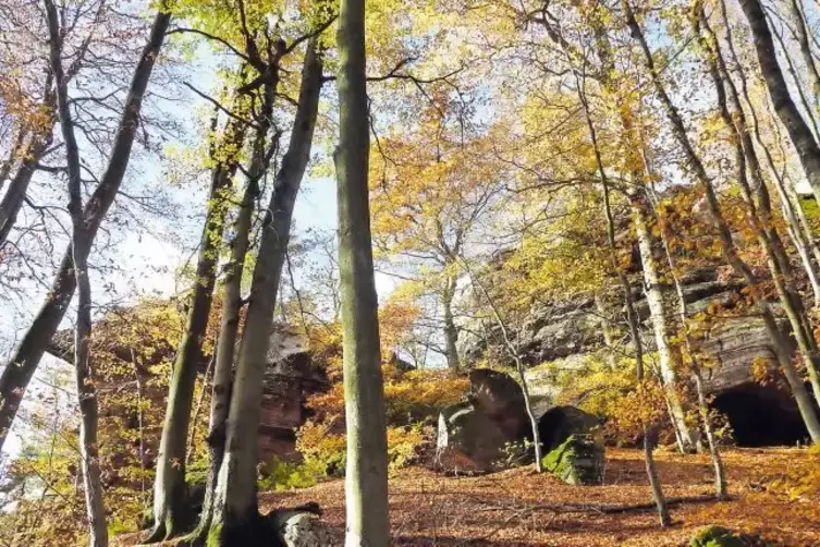 Ein idyllischer Fleck: der Drachenfels, der von alten Buchen und Eichen umgeben ist.
