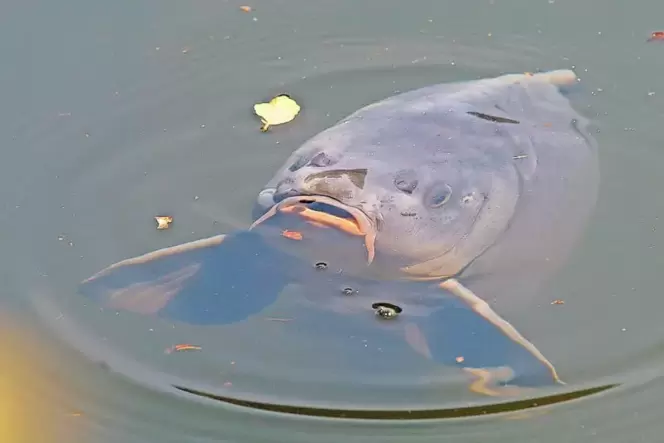 Wird von Gewässerökologen auch als Wildschwein des Wassers bezeichnet: der Karpfen. Auf der Suche nach Nahrung gräbt er den Bode Wird von Gewässerökologen auch als Wildschwein des Wassers bezeichnet: der Karpfen. Auf der Suche nach Nahrung gräbt er den Bode