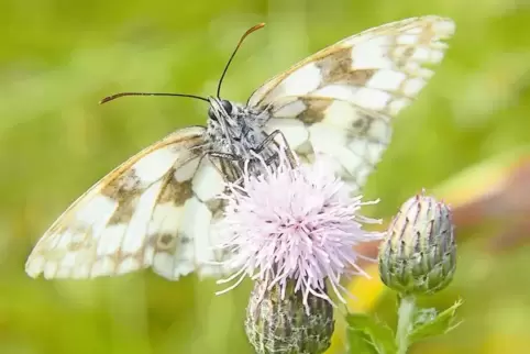 Die Artenvielfalt im Kreis soll erhalten werden. Hier eine Distel mit einem Schachbrettfalter.