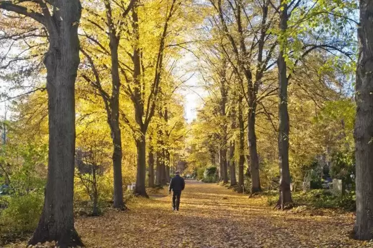 Stimmungsvolles Herbstbild auf dem Hauptfriedhof Foto: VIEW 