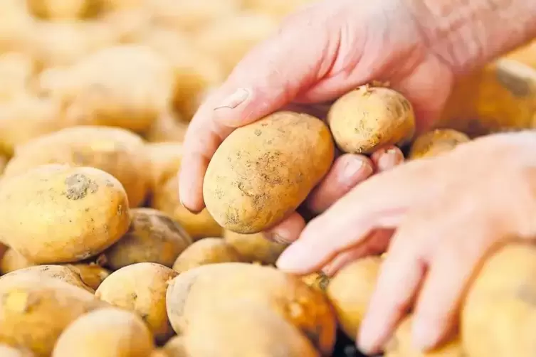 Bei den Frühkartoffeln erzielte die Pfälzer Erzeugemeinschaft – dank Beregnung – trotz langer Hitze eine Erntemenge auf Vorjahre