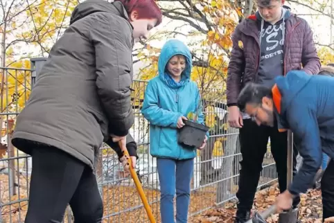 Acht Kornelkirschenbäume sollen insbesondere Bienen an der Böhämmer-Grundschule einen Lebensraum bieten.