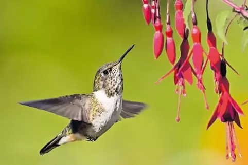 Kolibri in Costa Rica.