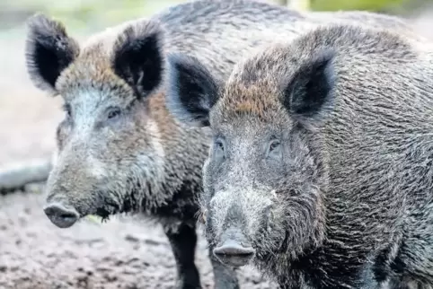 Wildschweine können die Afrikanische Schweinepest verbreiten. Wenn Spaziergänger im Wald in Blut oder Kot eines erkrankten Tiere