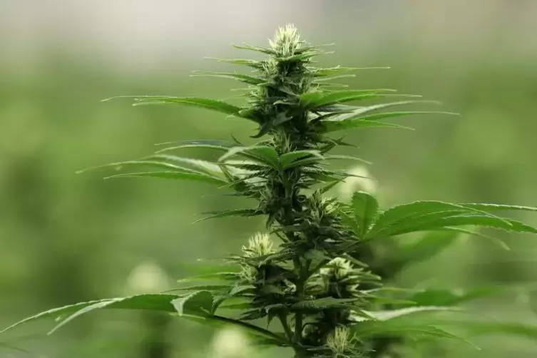 Die Polizei stellte auch einige Cannabisblüten sicher. Symbolfoto: Reuters 